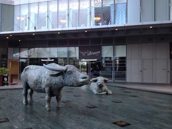 Water Buffaloes
